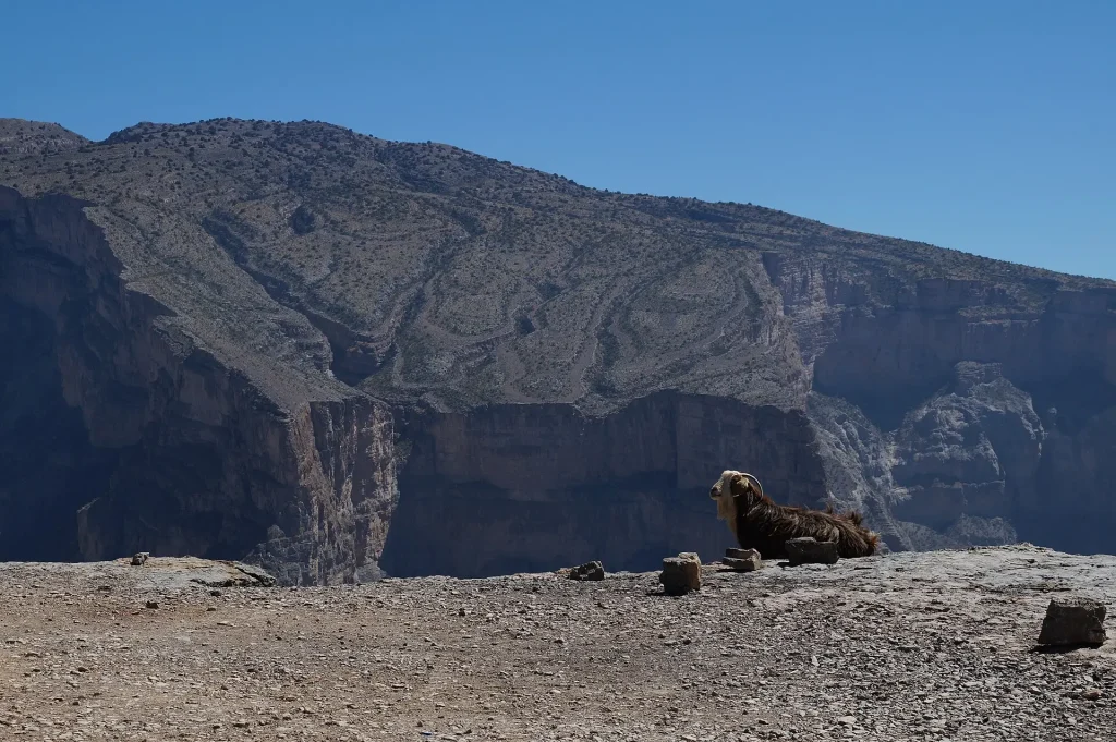 Mountain goat at Jebel Shams