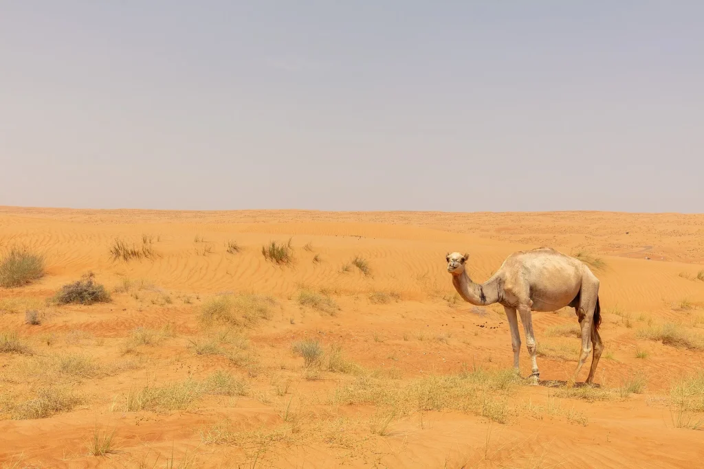 Camel in the Wahiba Sands desert