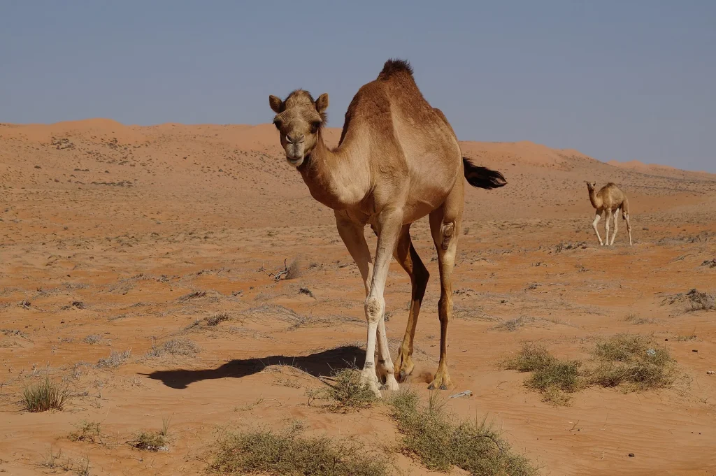 Camels resting in Wahiba Sands